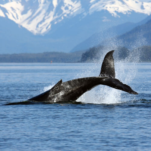 RVing to Alaska with Fantasy RV Tours